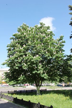Plane tree in the park of Yaroslavlの写真素材