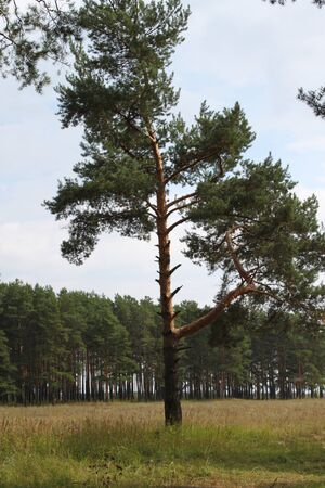 Lone pine in forestの写真素材