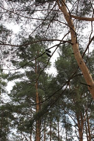 Dressing room in the forestの写真素材