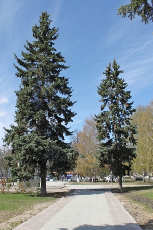 Firs in the park of Yaroslavlの写真素材