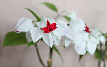 Flower in springの写真素材