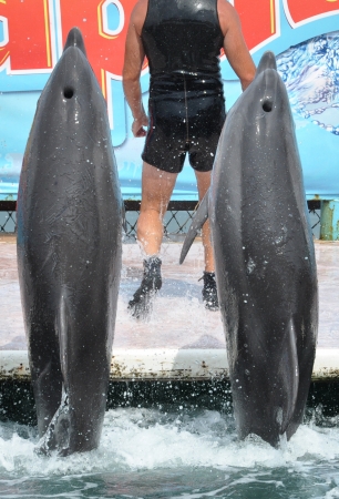 The  dolphinarium in Anapaのeditorial素材