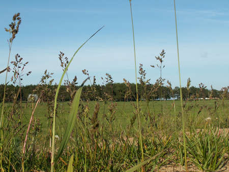 The Russian field in Yaroslavlの写真素材