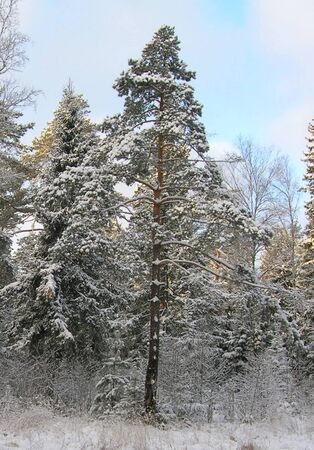 The pine tree in winterの写真素材