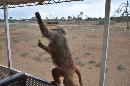 Spain Zooの写真素材