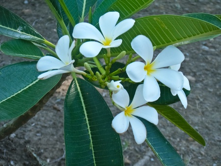 Branch of tropical flowers frangipani  plumeria  の写真素材