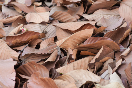 Dried leaf ackgronds.の写真素材