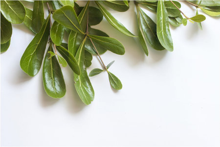 Green leafの写真素材