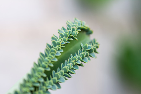 Kalanchoe pinnataの写真素材