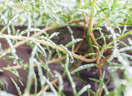 Water drops on a leafの写真素材