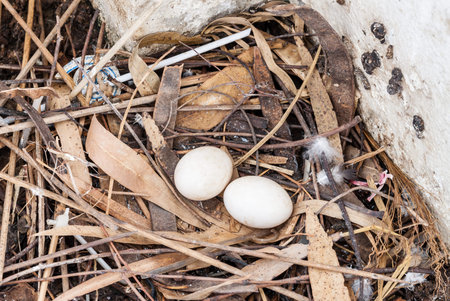 Pigeon's eggs in nestの写真素材