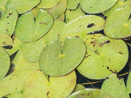 waterlily in pondの写真素材