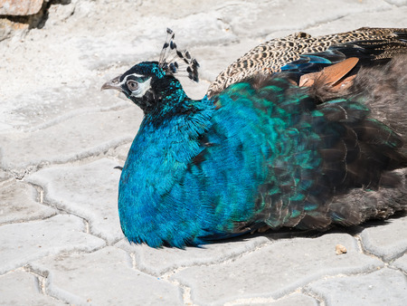 Peacockの写真素材
