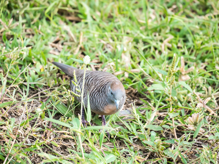 zebra dove eating grass in the park.の写真素材