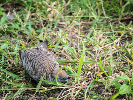 zebra dove eating grass in the park.の写真素材