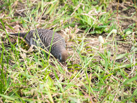 zebra dove eating grass in the park.の写真素材