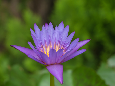 waterlily in pondの写真素材