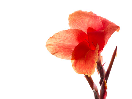 Flower of Canna indicaの写真素材