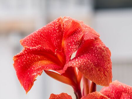 Flower of Canna indicaの写真素材