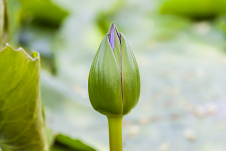 waterlily in pondの写真素材