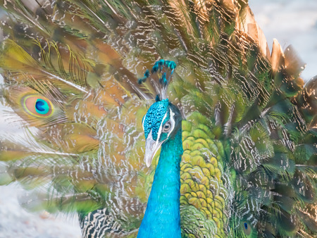 peacockの写真素材