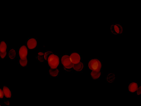 Bokeh lights. background.