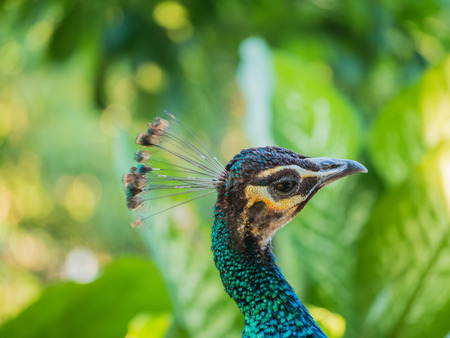 peacockの写真素材