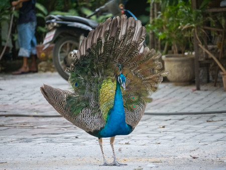 peacockの写真素材