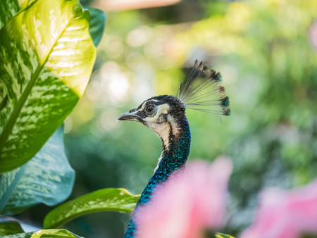 peacockの写真素材