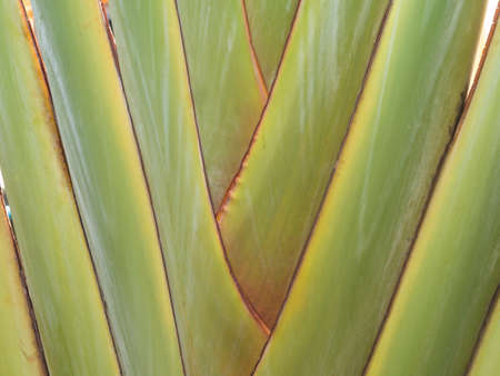 wood texture/wood texture backgroundの写真素材