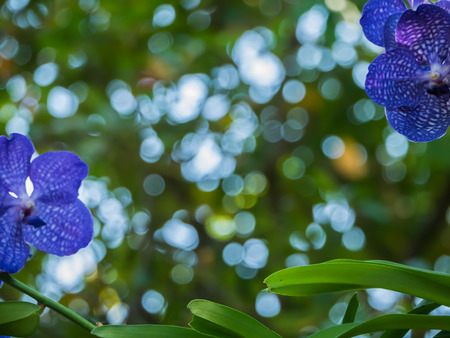 Orchids With blurred backgroundの写真素材
