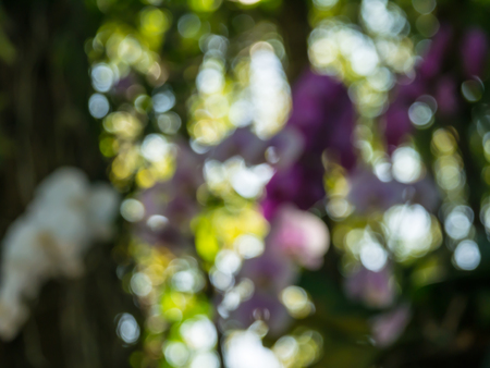 Bokeh background blurの写真素材