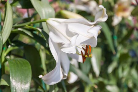 Lily flowerの写真素材