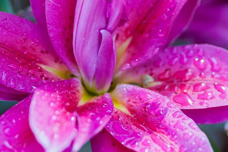 colourful tulipの写真素材