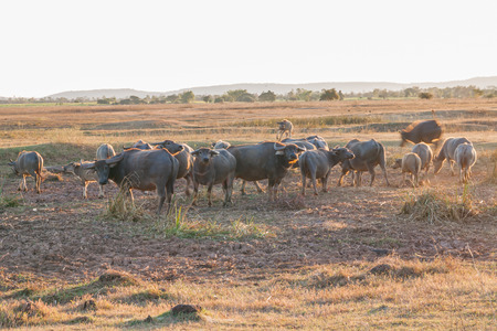 buffalo in countryside,Thailandの写真素材