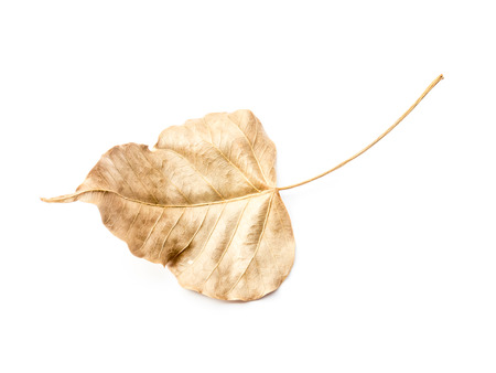 dry leaf with on isolated white background.の写真素材