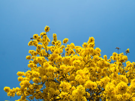 Yellow Pui Flowering with Blue Sky