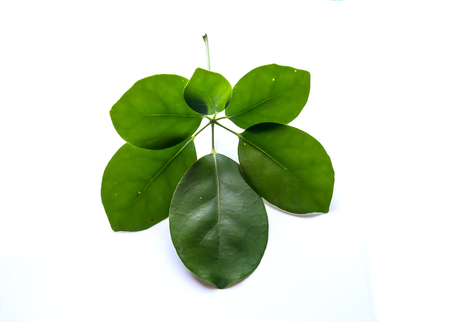 green leaves isolated on whiteの写真素材