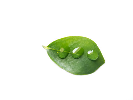 leaves with drops on a white background