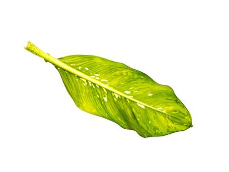 Leaf spots on a white backgroundの写真素材