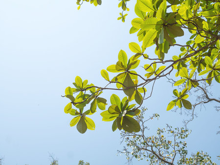 trees on sky background