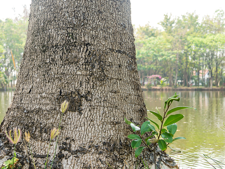 Trees in the parkの写真素材