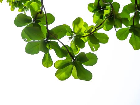 green leaf on white backgroundの写真素材