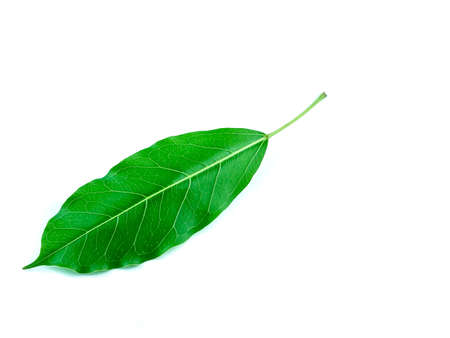 green leaf on white backgroundの写真素材
