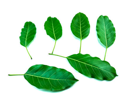 green leaf on white backgroundの写真素材