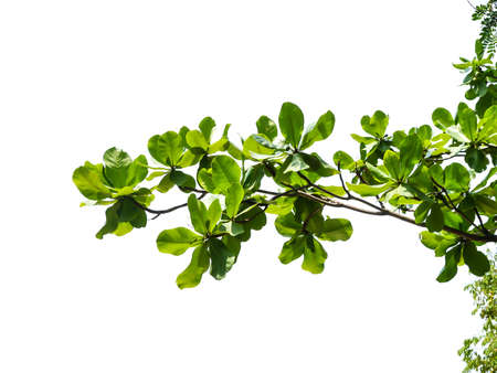 green leaf on white backgroundの写真素材