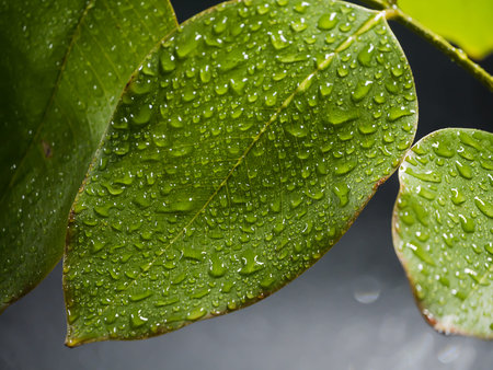 Water droplets on leaves