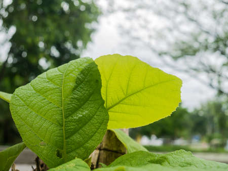 leaf texture for backgroundの写真素材