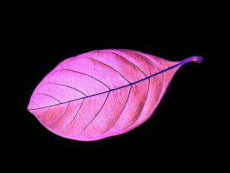 Jackfruit leavesの写真素材