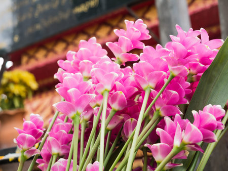 Natural Siam Tulips and bokeh backgroundの写真素材